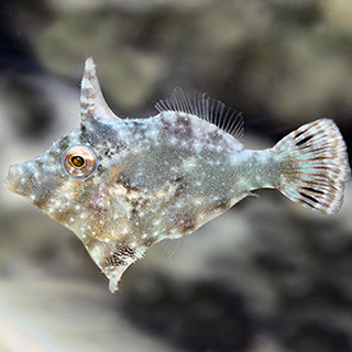 Aiptasia Eating Filefish
