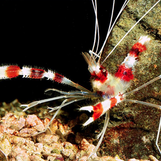 Banded coral shrimp