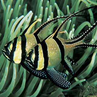 Banggai cardinalfish