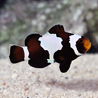 Black Snowflake Clownfish