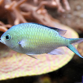 Blue Chromis