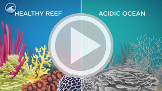 Corals Under Threat Video