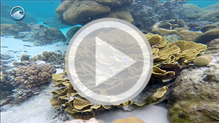 Corals and Algae Video